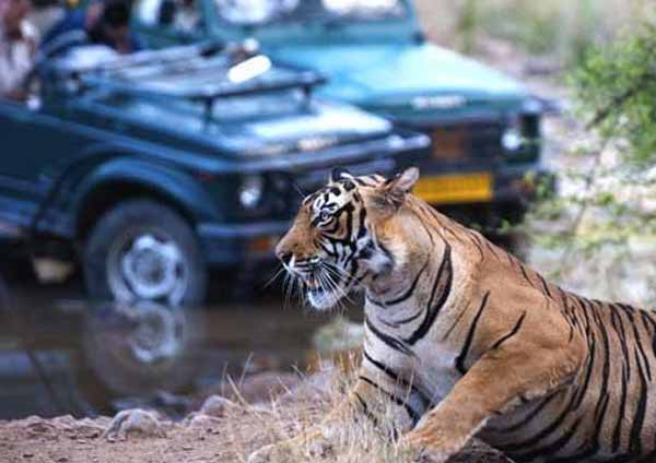 Tiger Safari Ranthambore - Safari Timings