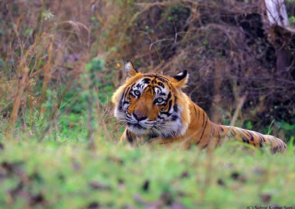 safari in Ranthambhore National Park