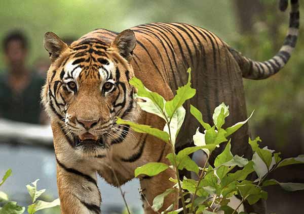 The Tiger Story Ranthambore