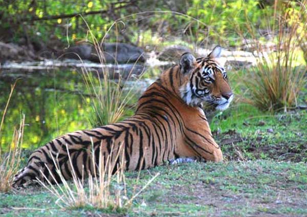Ranthambore two nights package