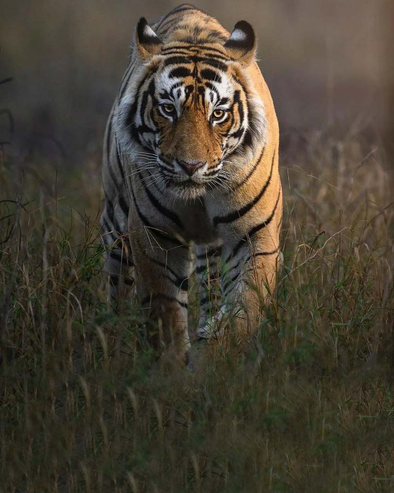 Ranthambore Car Rental